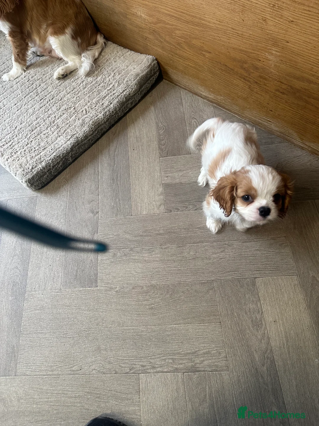 Cavalier King Charles Spaniel dogs for sale: Kc Blenheim Cavalier King Charles Spaniel  - Advert 3