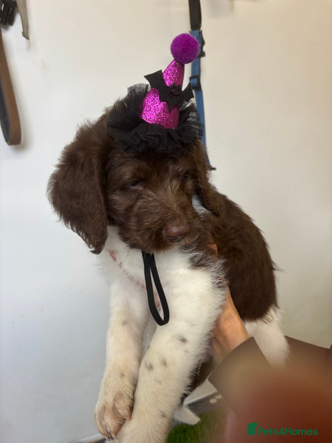 Bernedoodle dogs for sale: F1b St Berdoodle pups 1 boy left  - Advert 36