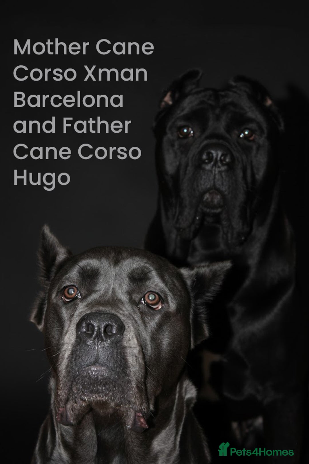 Cane Corso dogs for sale: Cane Corso Puppies from Exceptional Bloodlines - Advert 1