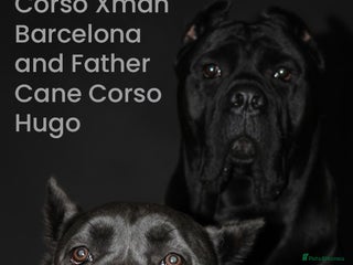 Cane Corso dogs Cane Corso Puppies from Exceptional Bloodlines - Advert 2