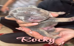 French Bulldog dogs for sale: French bulldog puppies  - Advert 4