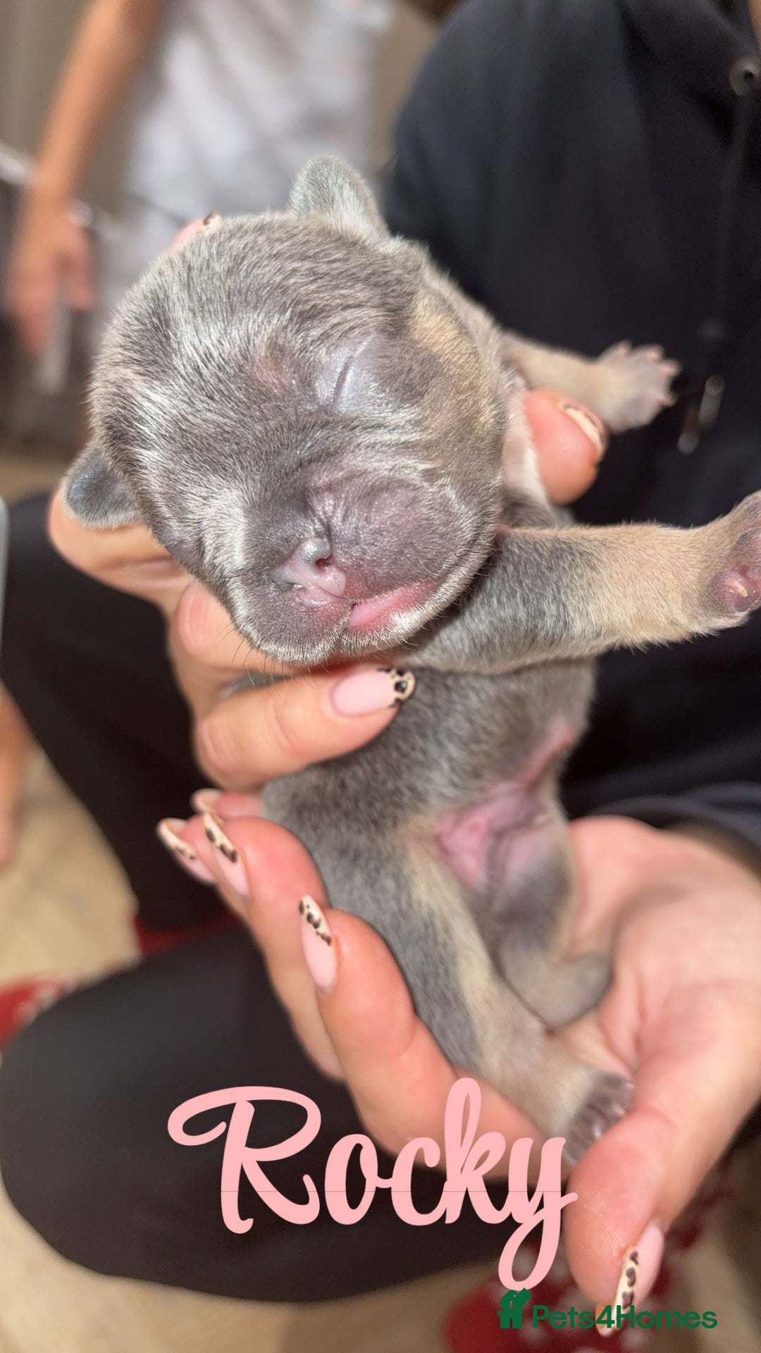 French Bulldog dogs for sale: French bulldog puppies  - Advert 4