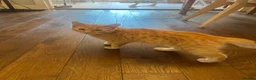 Mixed Breed cats for sale: Mixed with Ragdoll kittens - Advert 12