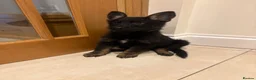 German Shepherd dogs for sale: Puppies  in Romford - Advert 5