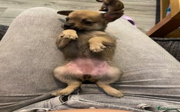 Miniature Pinscher dogs for sale: Miniature pinscher puppys - Advert 4