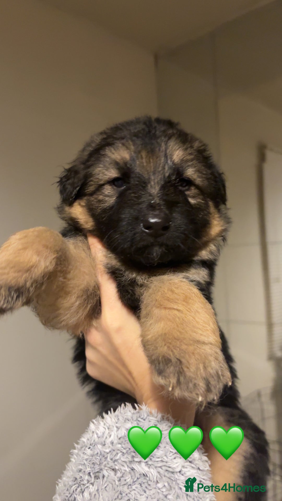 German Shepherd dogs for sale: German shepherd puppies - Advert 8