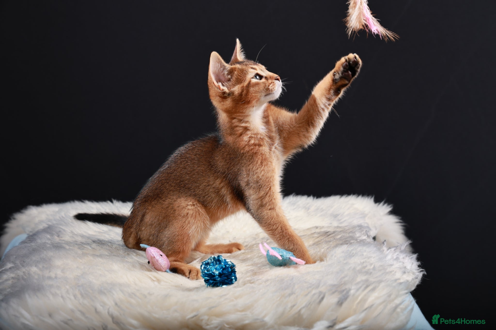 Abyssinian cats TICA reg one gorgeous Ruddy Aby boy left! - Advert 1