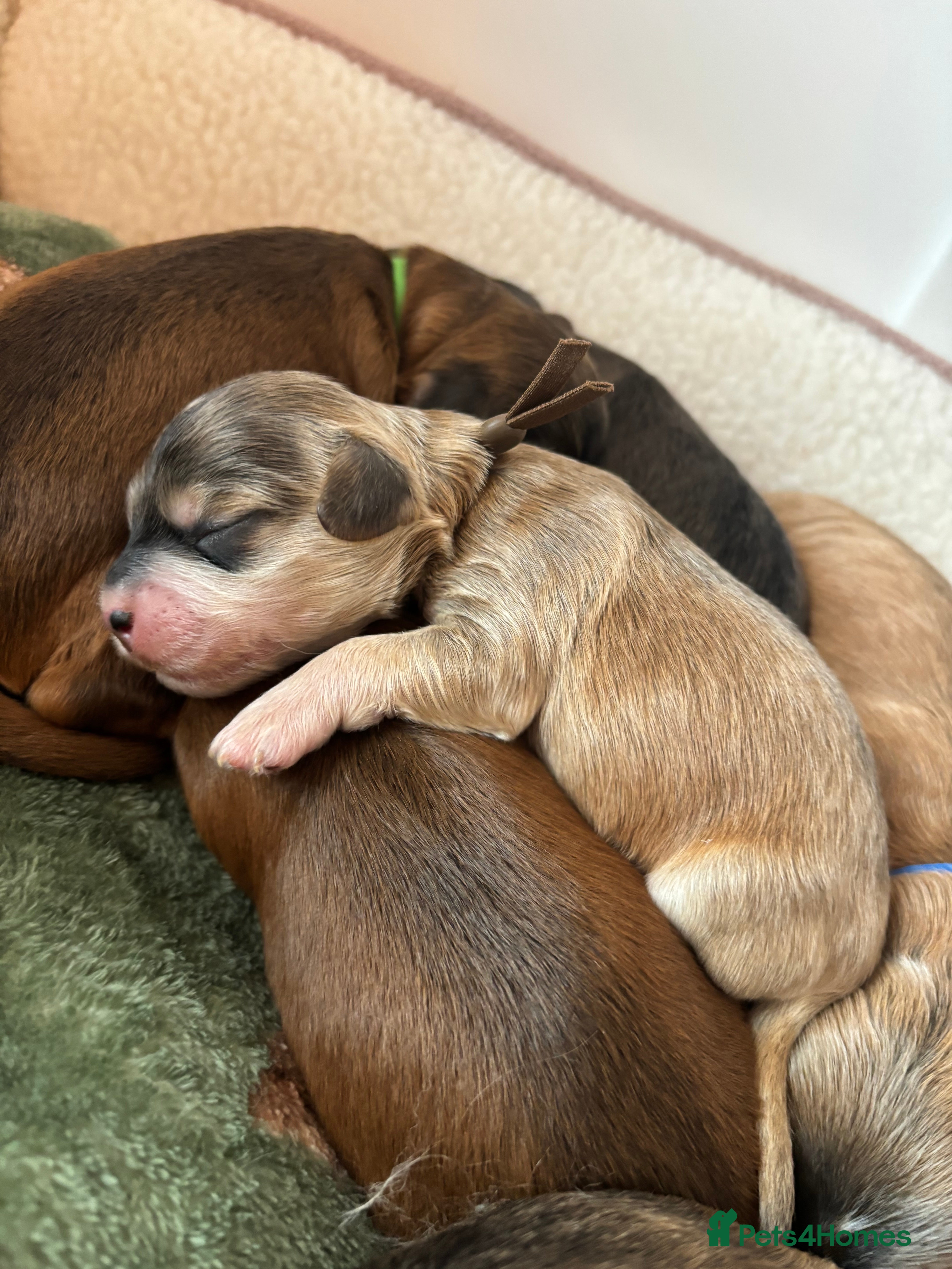 Cockapoo dogs 🌟 2 left Premium F1 Miniature Cockapoo Puppies 🌟 - Advert 18