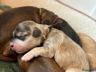 Cockapoo dogs 🌟 2 left Premium F1 Miniature Cockapoo Puppies 🌟 - Advert 10