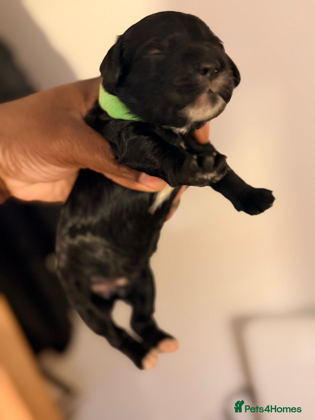 Cockapoo dogs for sale: Adorable Puppies Looking for Their Forever Homes! - Advert 16