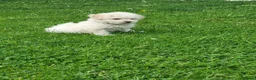 Poochon dogs for sale: Beautiful Poochon Puppies 🐶 READY TO GO - Advert 13
