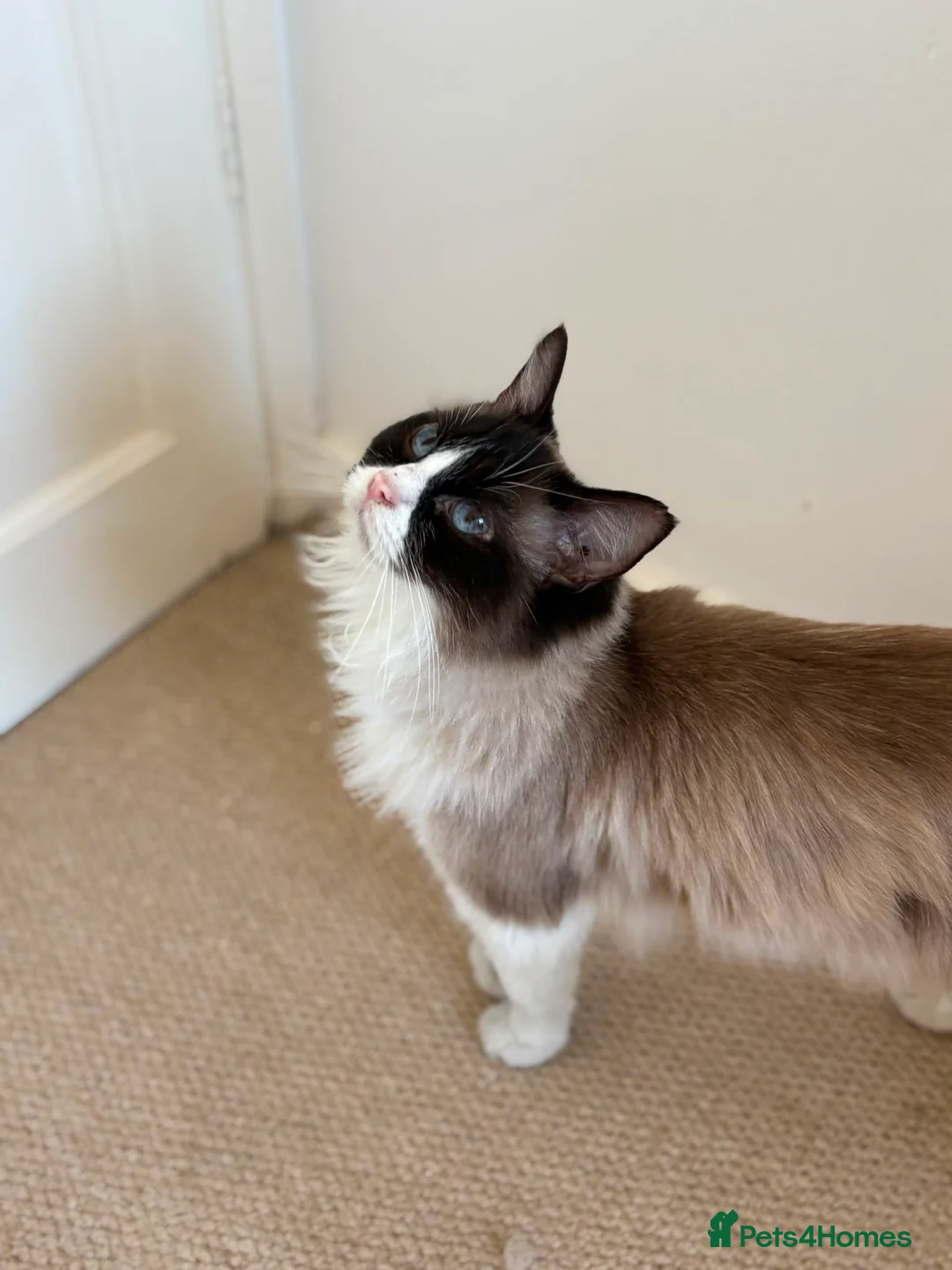 Ragdoll cats for sale: Ragdoll Queens Available - Advert 5