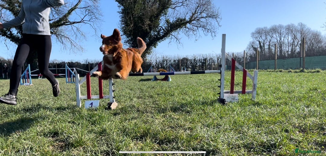 Nova Scotia Duck Tolling Retriever dogs for sale: Champ Line Health Tested KC Toller waiting list  - Image 8
