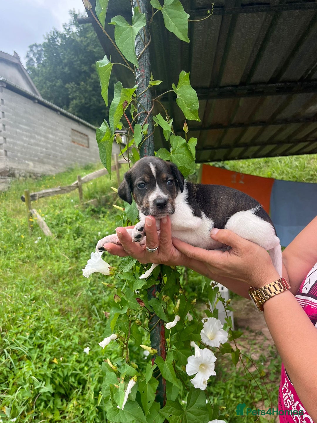 English Setter dogs for adoption: Setter x Pups (Rina's Puppies) - Image 5