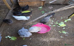 Chickens poultry for sale: Chickens  - Image 6