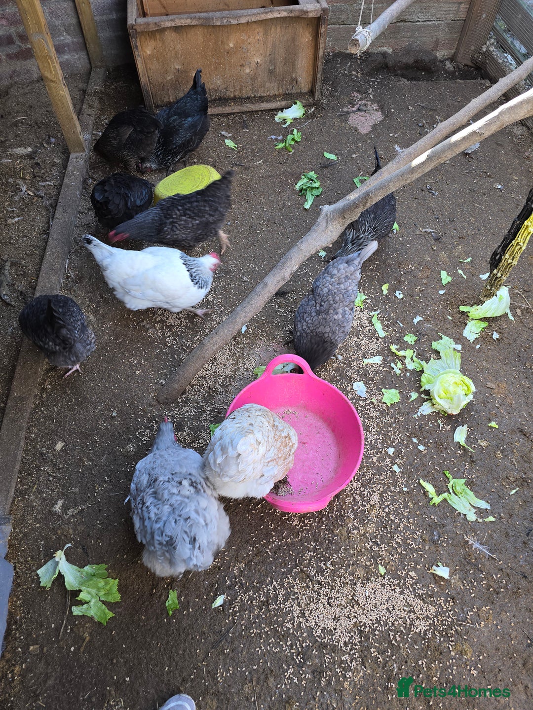 Chickens poultry for sale: Chickens  - Image 6