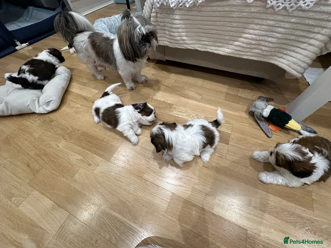 Shih Tzu dogs for sale: Shih Tzu puppies  - Advert 4