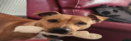 Mixed Breed dogs for sale: ***MISS LULA LEMON*** - Advert 6