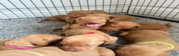 Hungarian Vizsla dogs for sale: Champion KC registered Hungarian Vizsla puppies  - Advert 6