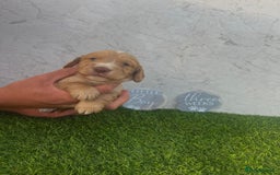 Cocker Spaniel dogs for sale: 🐾 Reservation list now open🐾 - Image 4