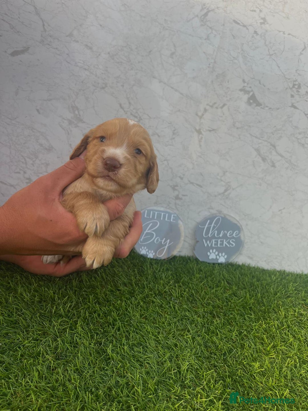 Cocker Spaniel dogs for sale: 🐾 Reservation list now open🐾 - Image 4