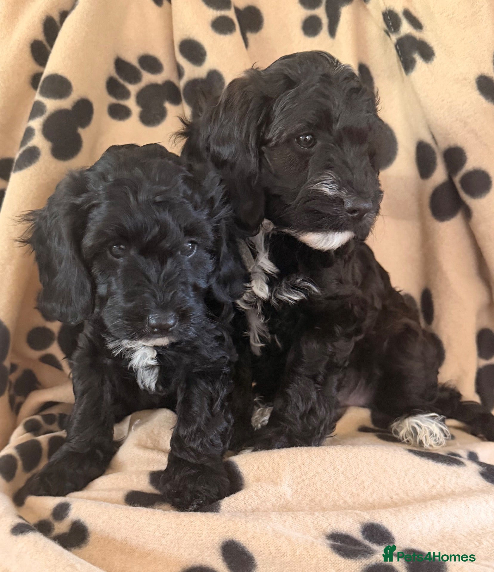 Cockapoo dogs Beautiful cockapoo puppies  - Advert 1