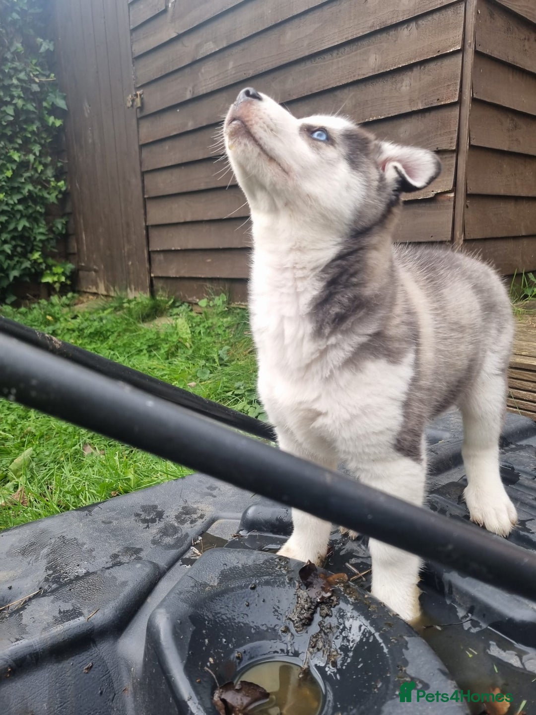 Mixed Breed dogs for sale: Pomsky for sale - Advert 4