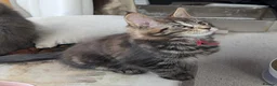 Maine Coon cats for sale: Chunky loveable Maine Coon Boy - Advert 10