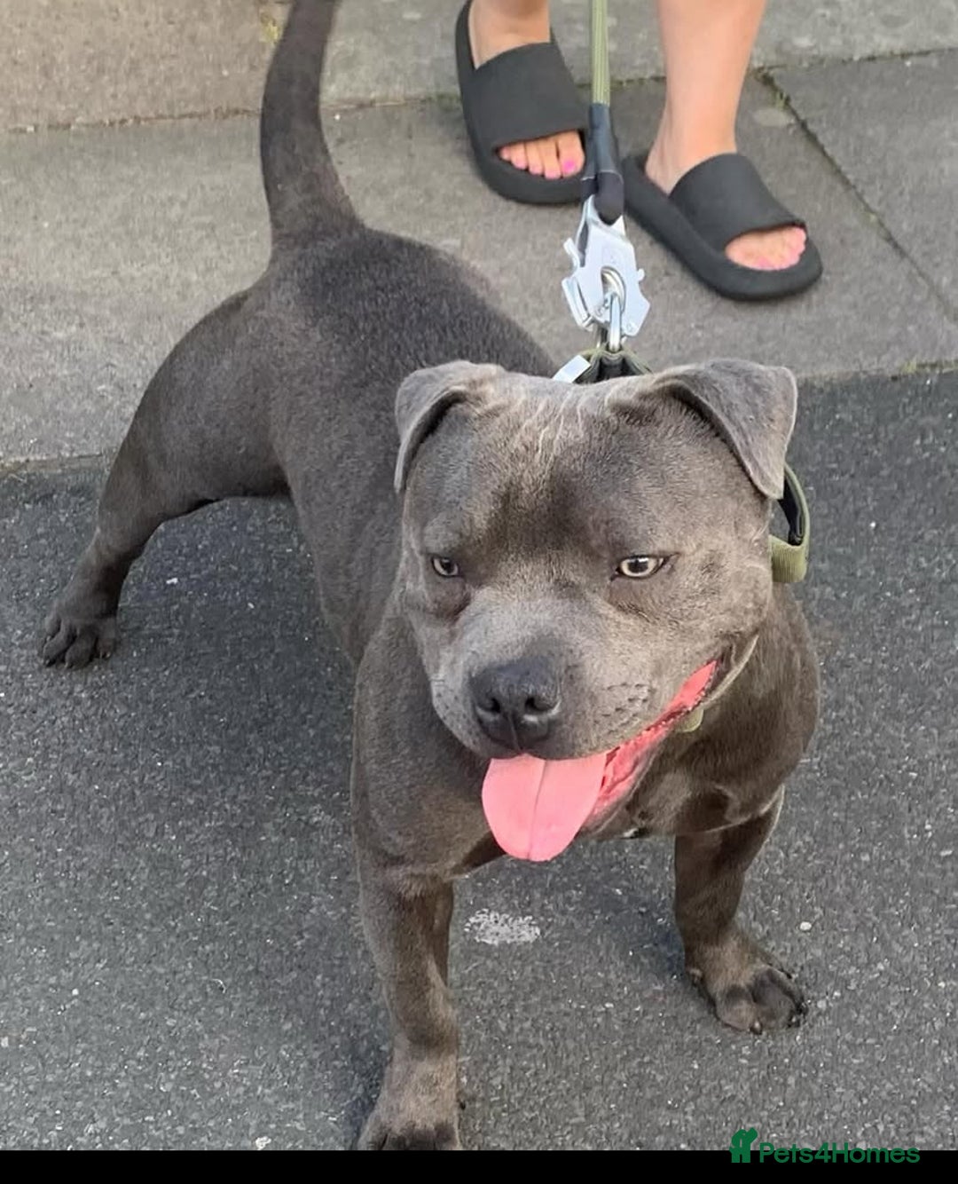 Staffordshire Bull Terrier dogs for stud: PROVEN Staffordshire bull terrier stud  - Image 10