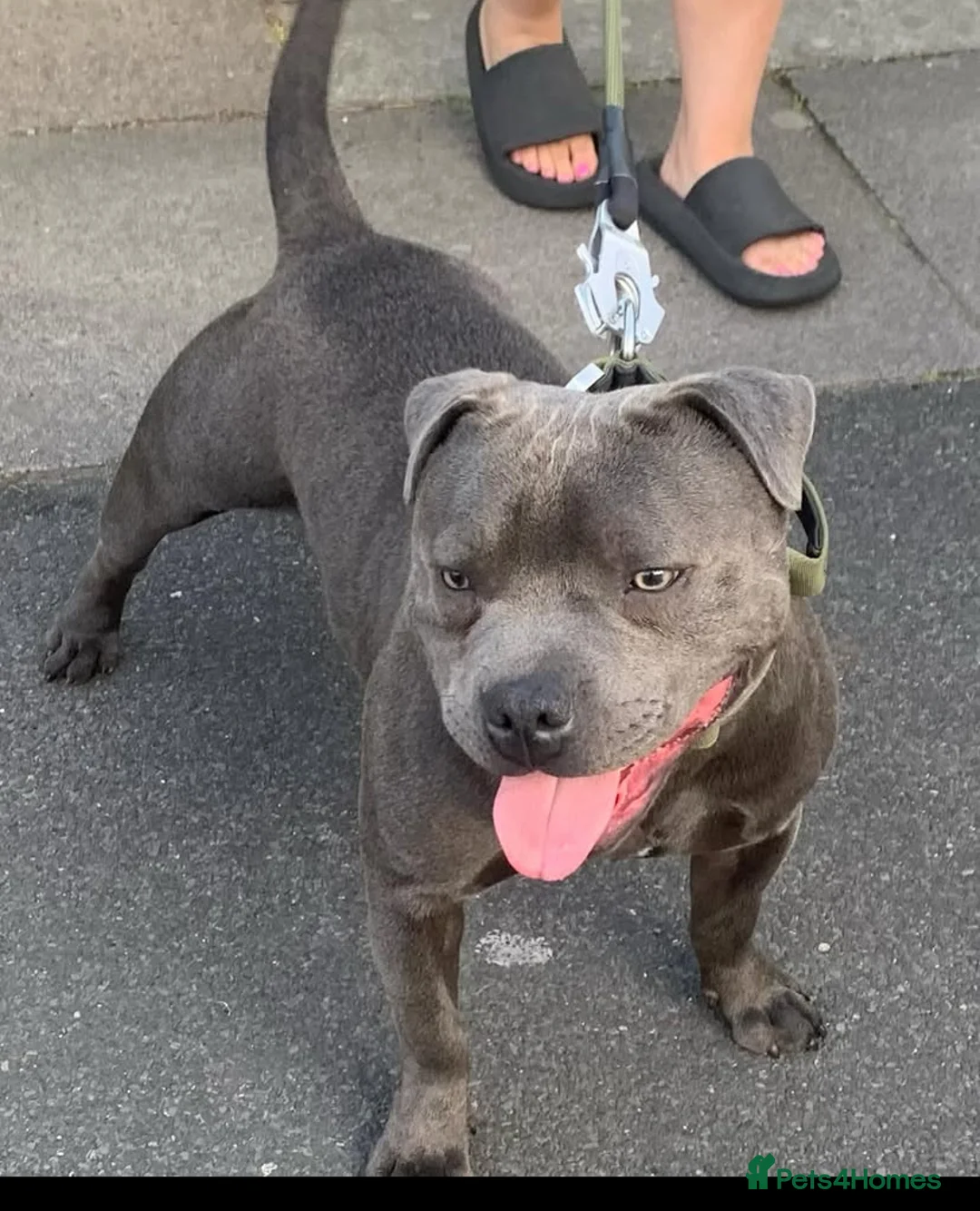 Staffordshire Bull Terrier dogs for stud: PROVEN Staffordshire bull terrier stud  - Advert 12