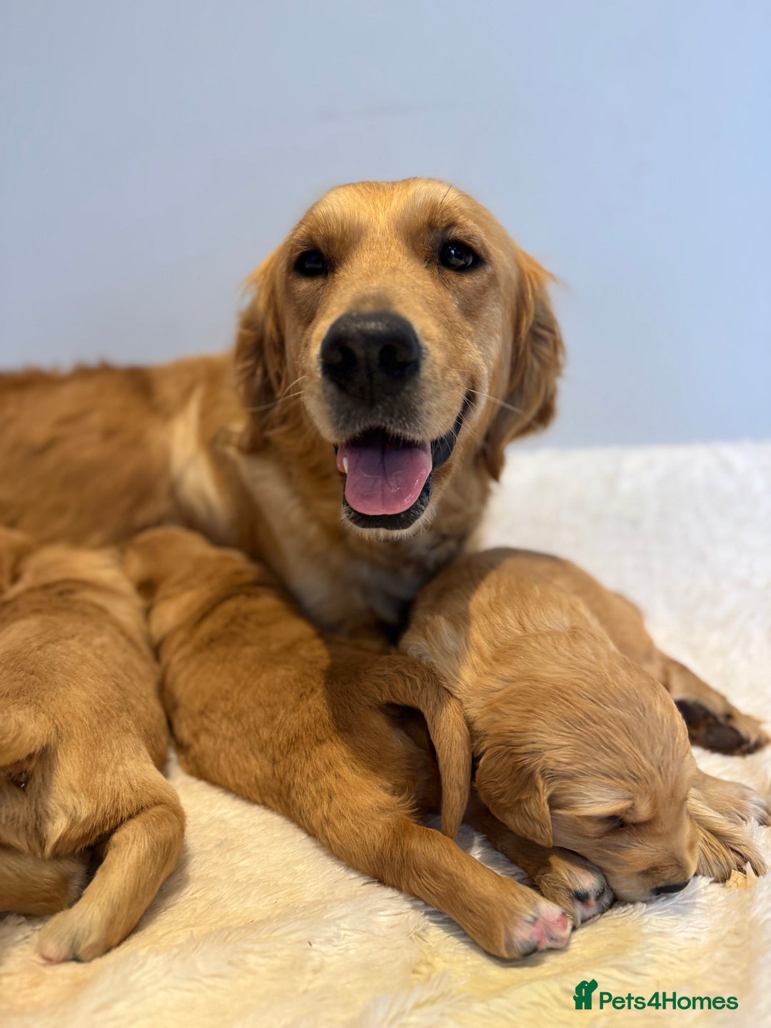 Golden Retriever dogs for sale: Beautiful KC Golden Retriever’s Health tested - Advert 9