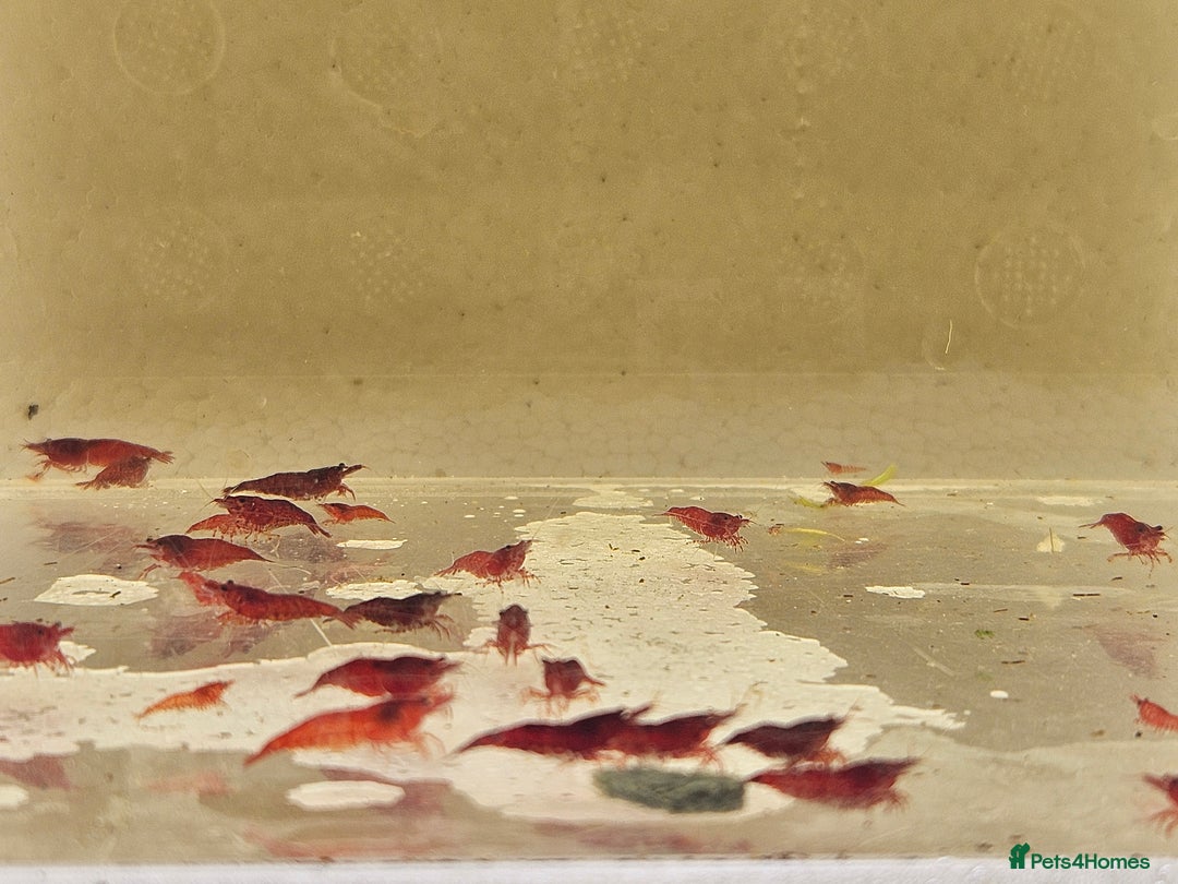 Shrimps fish for sale: cherry shrimp high grades - Image 4