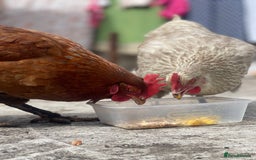 Chickens poultry for sale: Hens for sale - Image 5