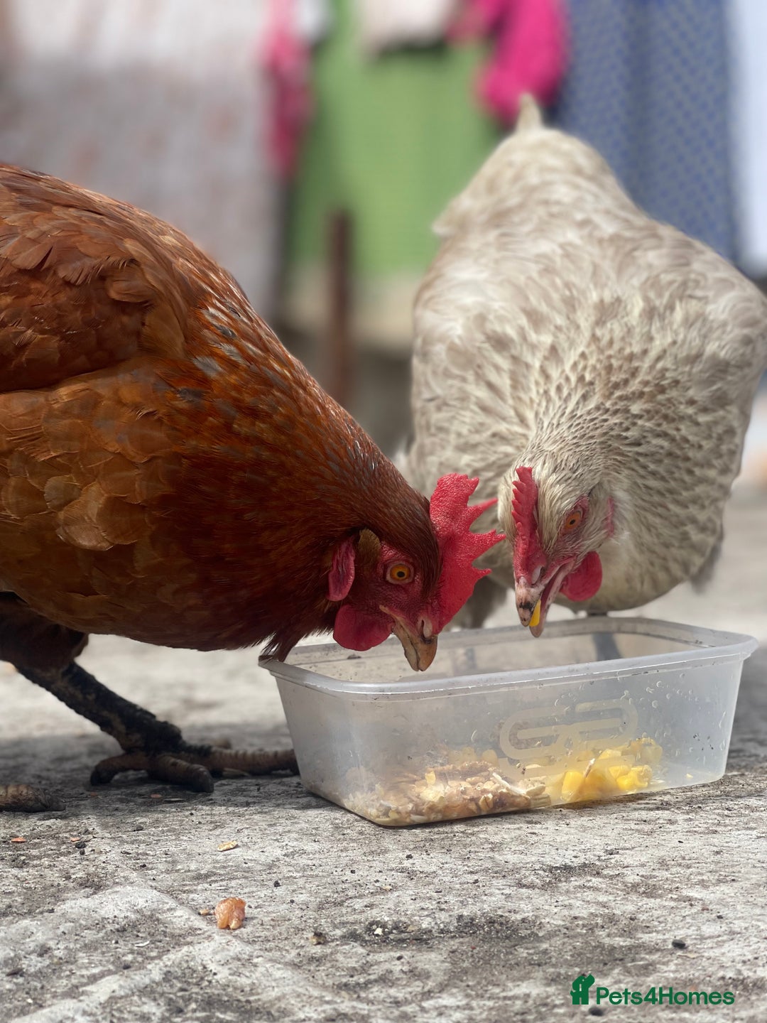 Chickens poultry for sale: Hens for sale - Image 5