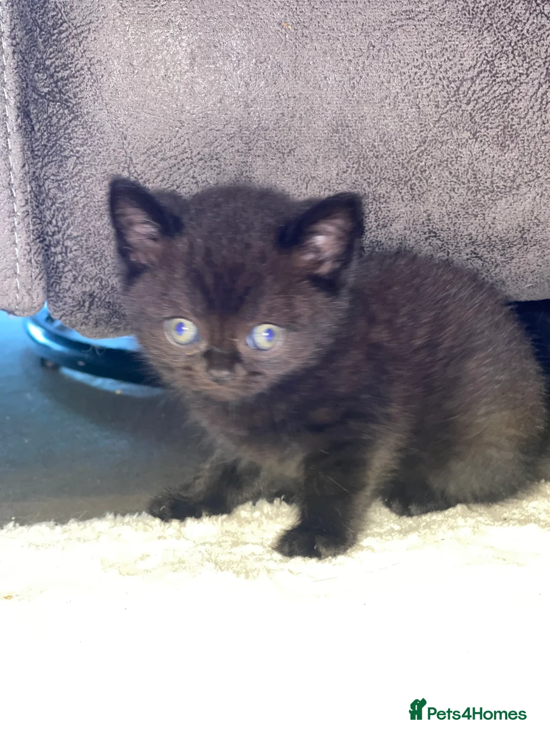 Scottish Fold cats for sale: 5 beautiful Scottish folk kittens  - Advert 2