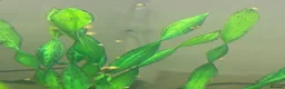 Snails fish for sale: Golden apple snails - Advert 7