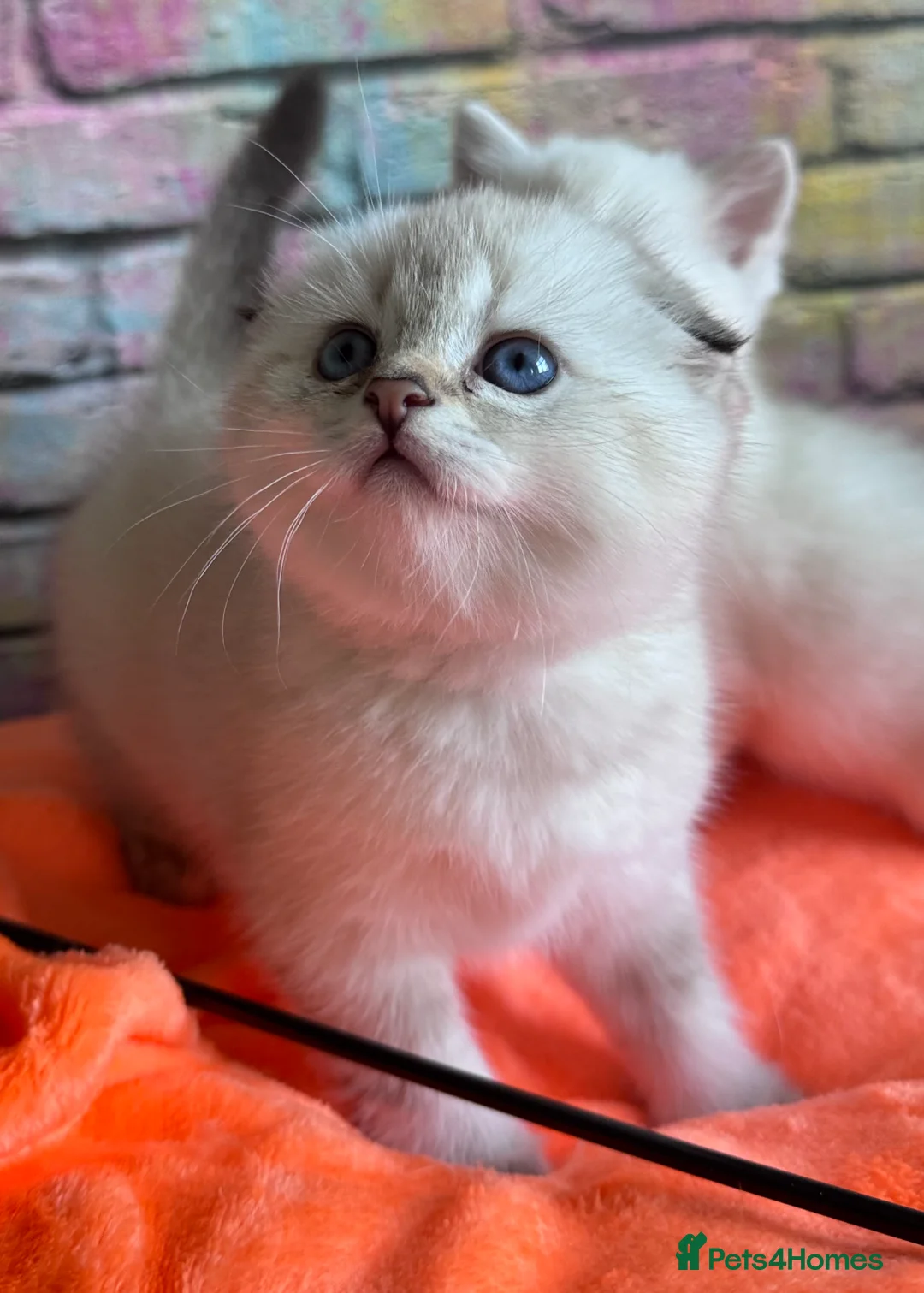 Scottish Fold cats for sale: SCOTTISH FOLD KITTENS 😻 - Advert 7