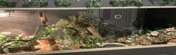 Corn Snake reptiles for sale: scaleless corn snake - Advert 7