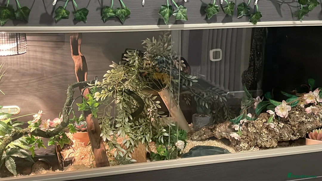Corn Snake reptiles for sale: scaleless corn snake - Advert 7
