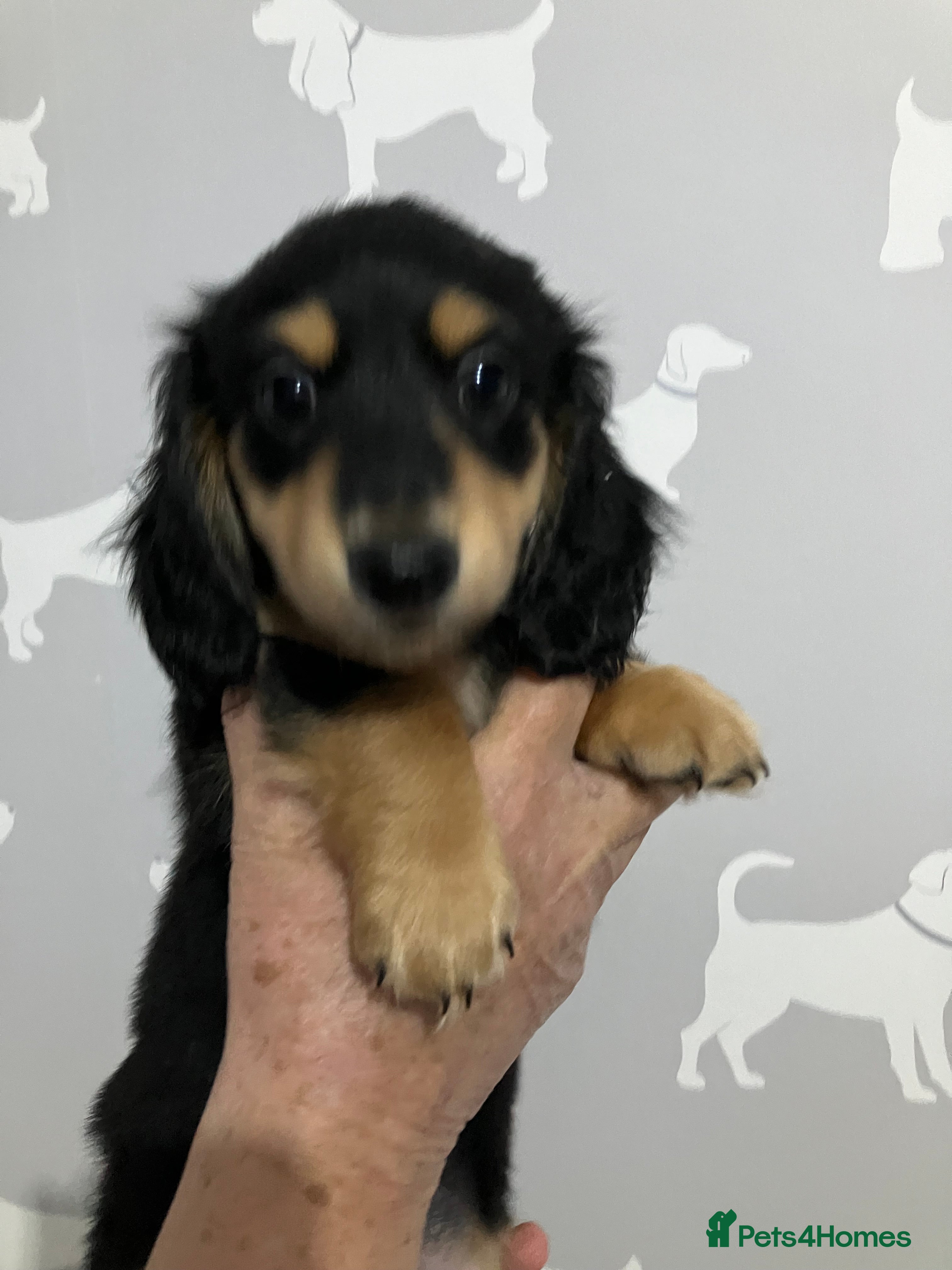 Miniature Dachshund dogs KC Reg Miniature Long Hair Dachshund  - Advert 1