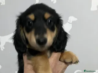 Miniature Dachshund dogs KC Reg Miniature Long Hair Dachshund - Advert 1