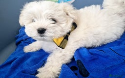 Maltese dogs for sale: Maltese - Image 5