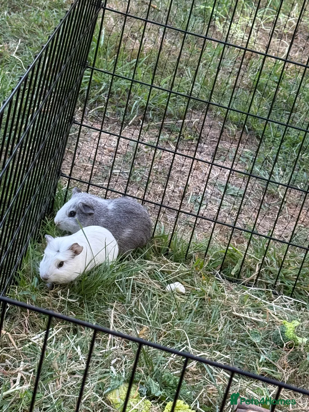 Guinea Pig rodents for sale: Boar guinea pigs  in Bristol - Advert 2