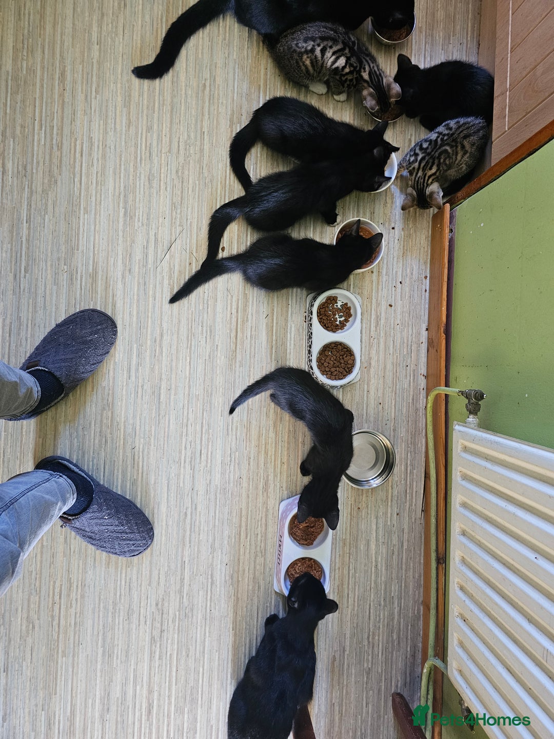 Mixed Breed cats for sale: READY NOW beautiful & charming 4mths old kittens - Image 7