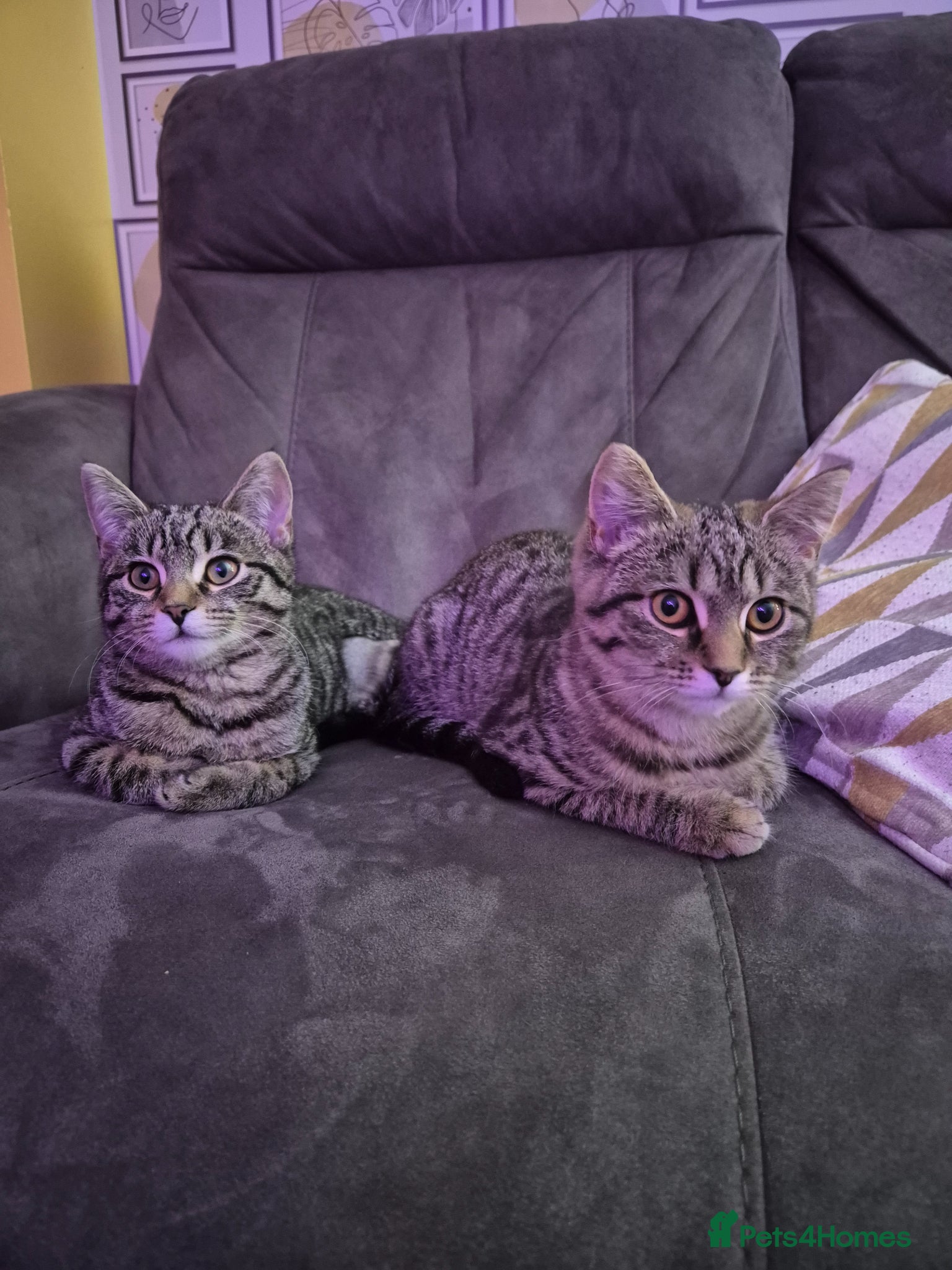 Mixed Breed cats 2 female British short-hair  - Advert 1