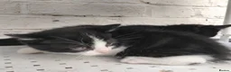 Mixed Breed cats for sale: Adorable kittens for sale BHS - Advert 3