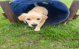 Golden Retriever dogs for sale: Golden retriever puppies - Image 20