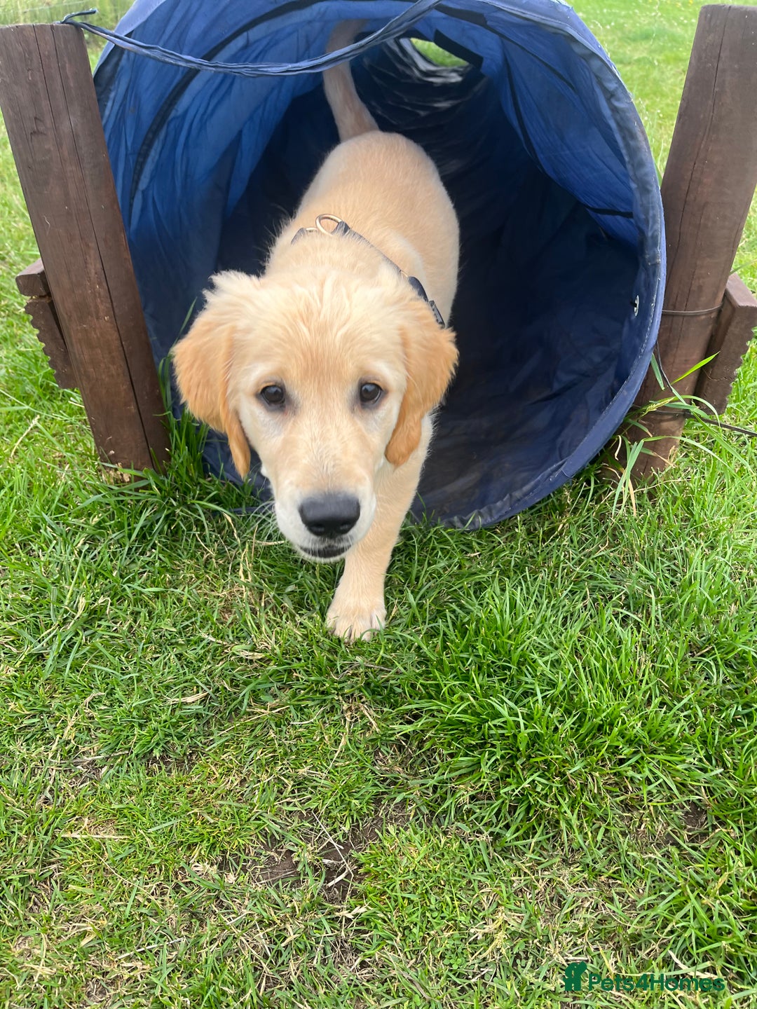 Golden Retriever dogs for sale: Golden retriever puppies - Image 20