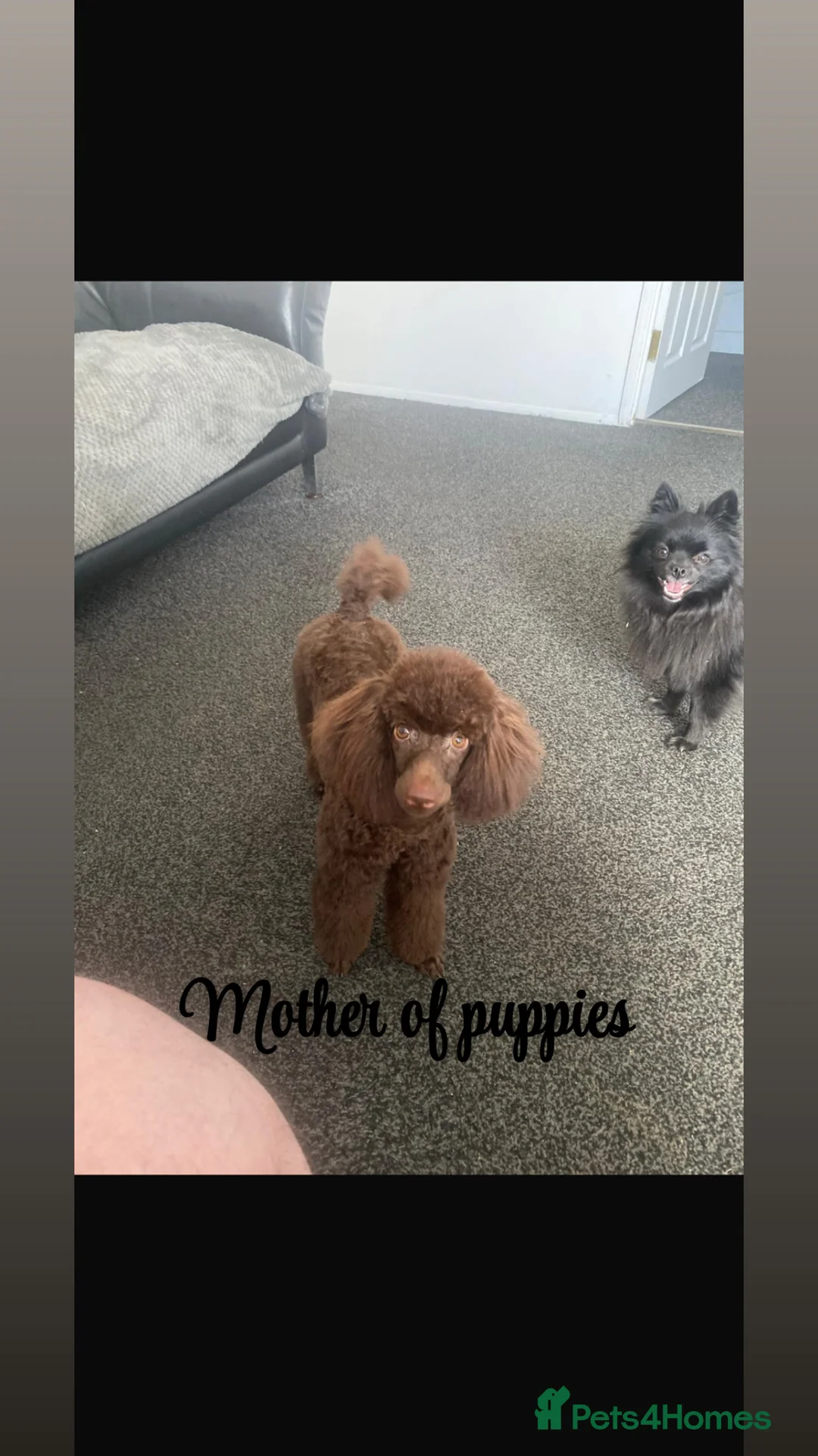 Toy Poodle dogs for sale: Stunning show type toy poodles  in Washington - Advert 7