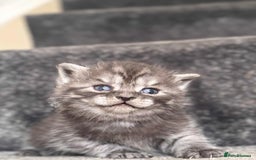 British Shorthair cats for sale: brithis shorthair kitten  - Image 1